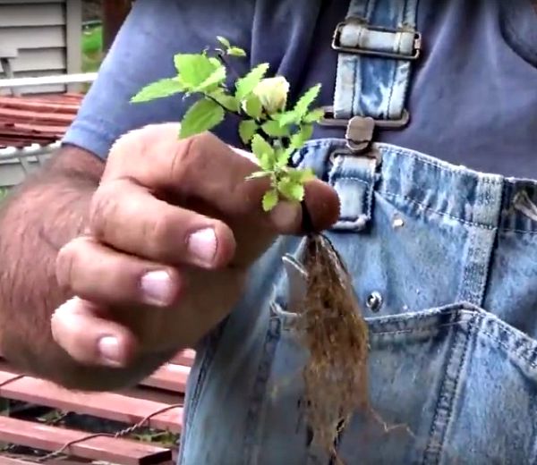 Gold Mound Spirea rooted cutting