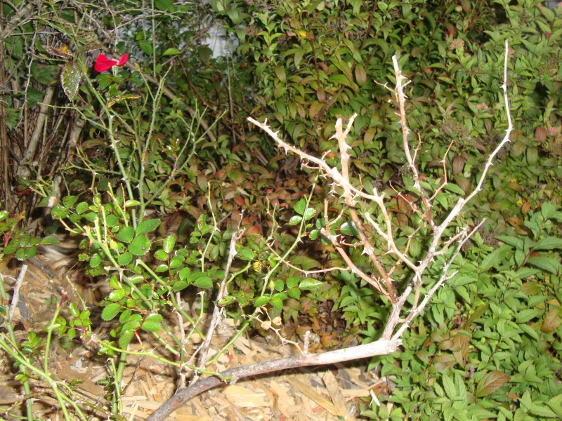 rose bush in need of pruning
