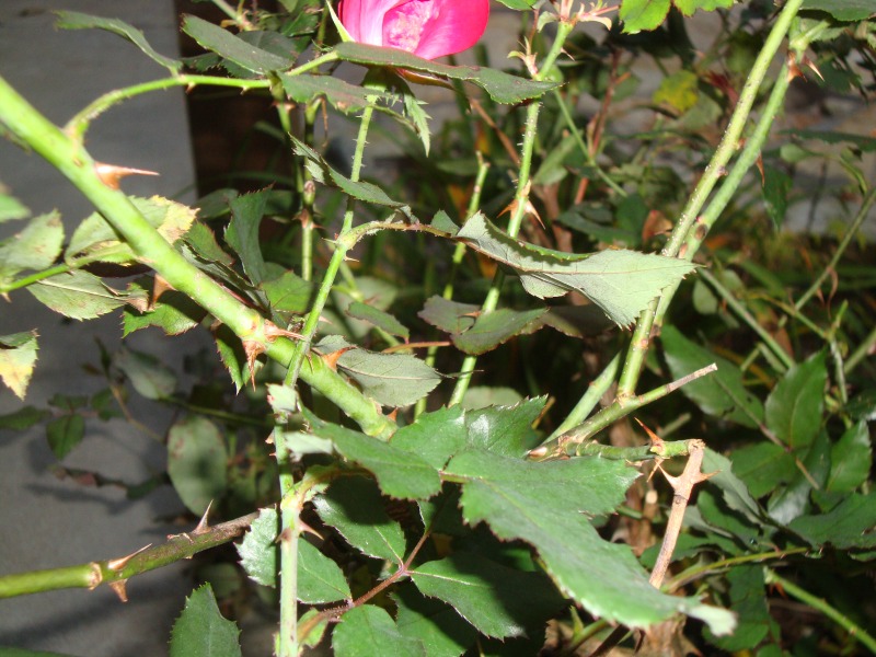 rose 3 4