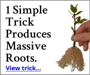 1 Simple Trick Produces Massive Roots