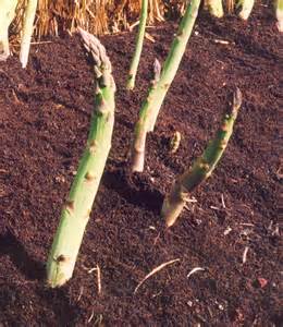 asparagus growth
