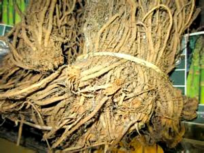 asparagus roots 2
