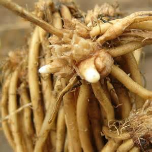 asparagus roots