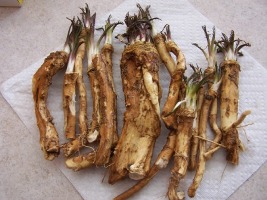 horseradish-roots