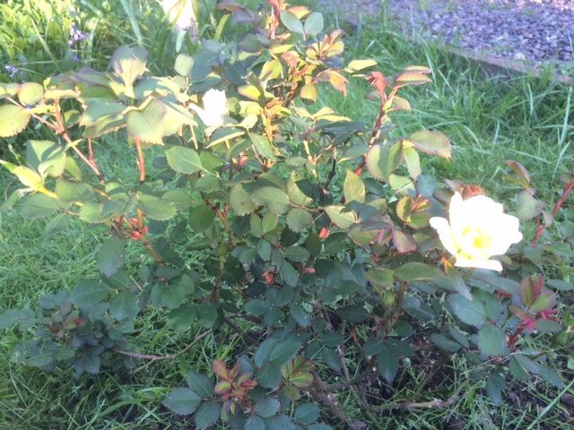 Knockout Rose bush 3 months after planting