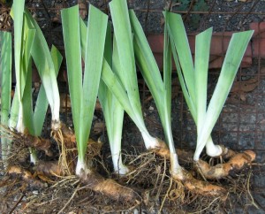 Dividing Irises