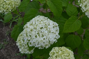 Annabelle Hydrangea