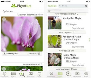 Plant identification app identifies plants from a photo