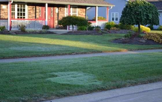 Those big white patches are Creeping Bentgrass that snuck into my lawn.