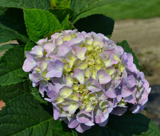 All Summer Beauty Hydrangea, completely unavailable in a one gallon.