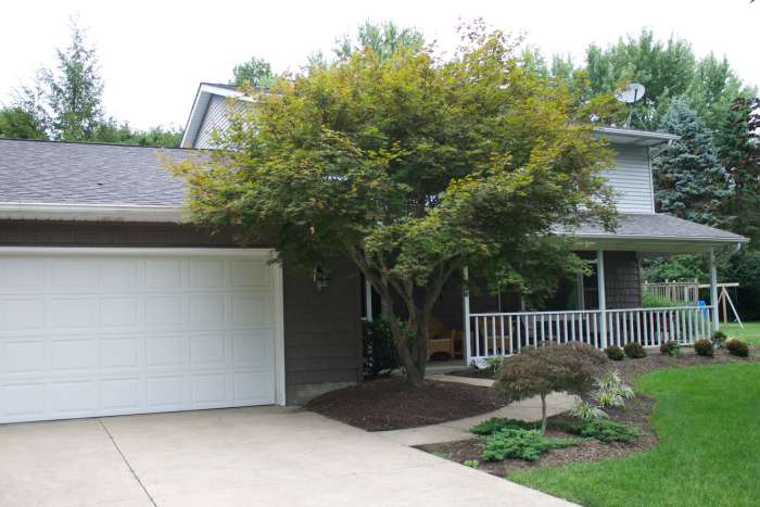 Overgrown Japanese Maple