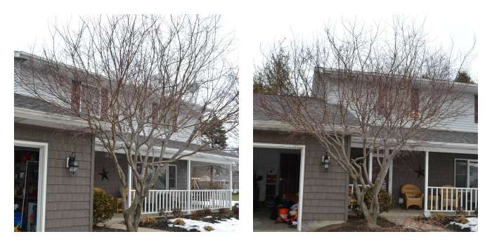 Overgrown Japanese Maple Before Being Trimmed