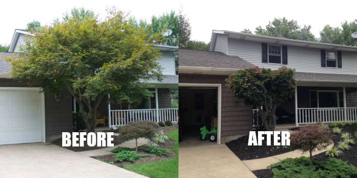 Overgrown Japanese Maple Tree Before and After