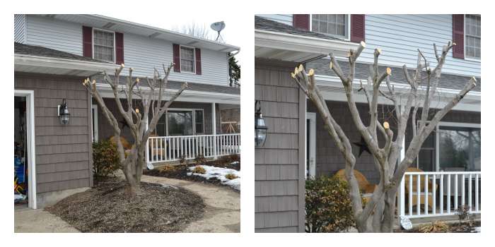 Overgrown Japanese Maple Trimmed Back