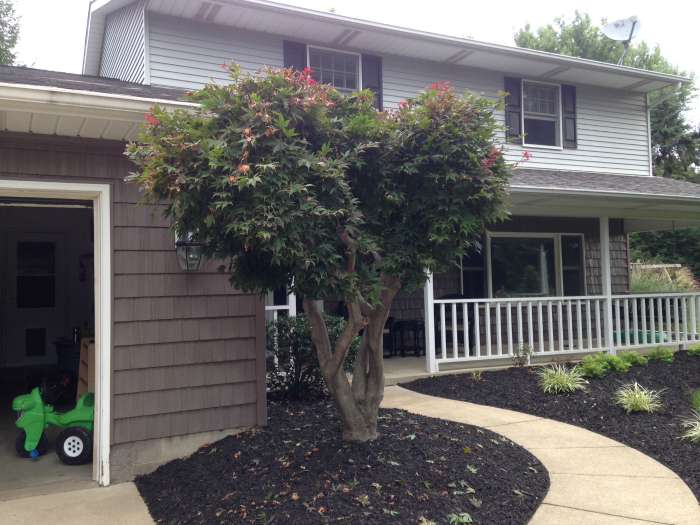 Trimmed Japanese Maple After Shot