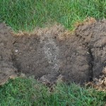 Japanese Beetle Grubs silently destroying a lawn.