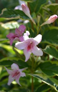 Pink and white flower combination on variegated weigela.