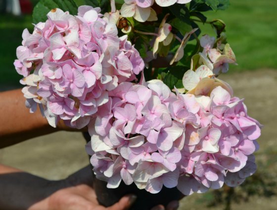 All Summer Beauty Hydrangea in bloom.