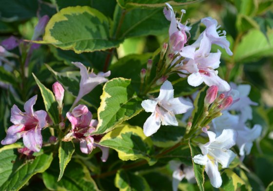 Some white, some pink flowers make variegated weigela a super eye catching plant.
