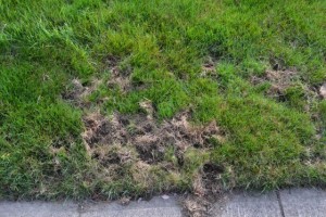 Skunk damage to a lawn.