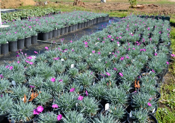 600 Firewitch Dianthus, eagly waiting to be scooped up by enthusiastic plant buyers.