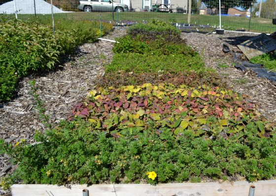 Exactly what is and Where Do I Find Coarse Sand for Rooting Cuttings? -  Mike's Backyard Nursery