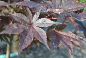 A Japanese red maple leaf.