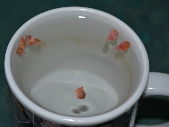 Soaking Japanese red maple seeds in hot water.