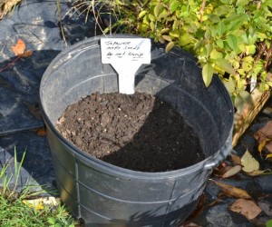 Sowing Japanese maple seeds in a black nursery container.