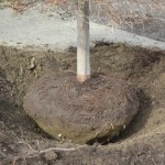 Digging a Balled Tree.