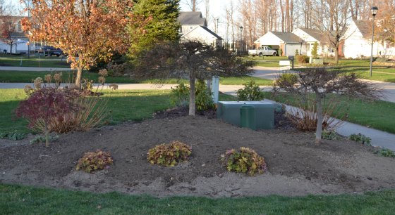 A landscaping bed with three Laceleaf Weeping Japanese Maples.