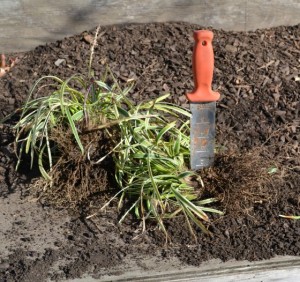 Using a soil knife to divide Variegated Liriope.