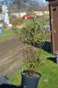 Anthony Waterer Spirea in need of pruning.