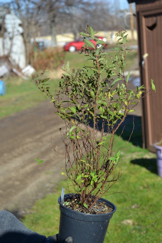Anthony Waterer Spirea in need of pruning.