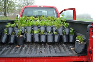 One gallon plants stacked in a truck.