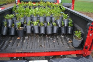 Stacking containerized plants in a truck is a skill, almost an art.
