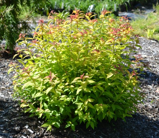 Gold Flame Spirea, hardy in zones 2 through 10.