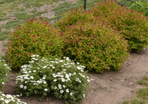 Gold Flame Spirea planted along the donkey fence.
