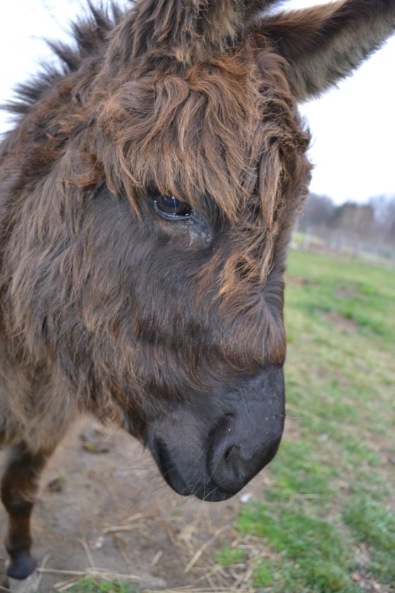 Fergus the miniature donkey looking on to make sure I tag my plants properly.
