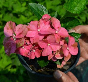 Forever Pink Hydrangea