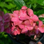 Hydrangea macrophylla 'Forever Pink'