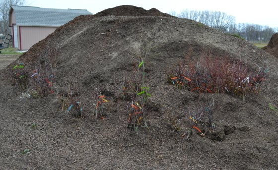 Hundreds of Japanese Maple trees heeled in a pile of potting soil.