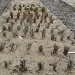 Rooted cuttings heeled in a bed of sand.