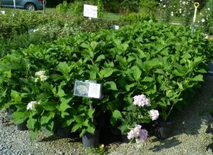 All Summer Beauty Hydrangea at Mike's Plant Nursery, Perry, Ohio
