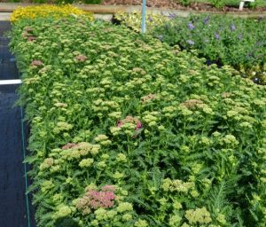 A full bed of Achillea 'Saucy Seduction'.