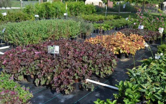 Heuchera, Coral Bells, at Mike's Plant Nusery, Perry, Ohio
