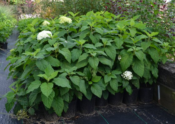 Annabelle Hydrangea, Snow Ball Bush, at Mike's Plant Nursery in Perry, Ohio