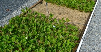 Hydrangea cuttings stuck close together.