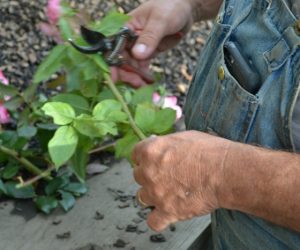 Remove the leaves and side branches from rose cuttings.