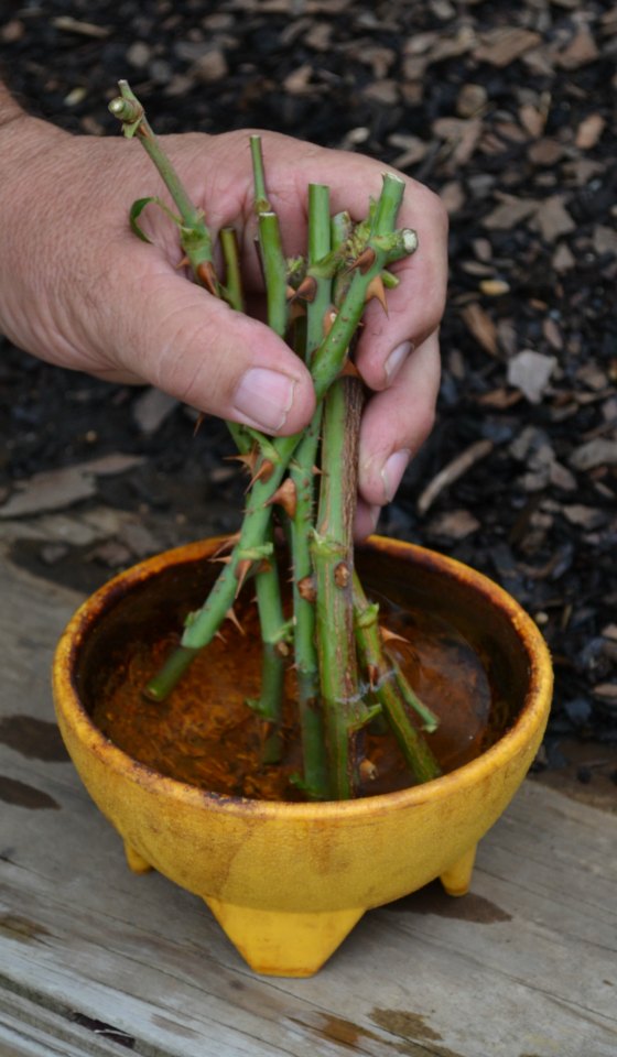 Dip the rose cuttings in a rooting compound.